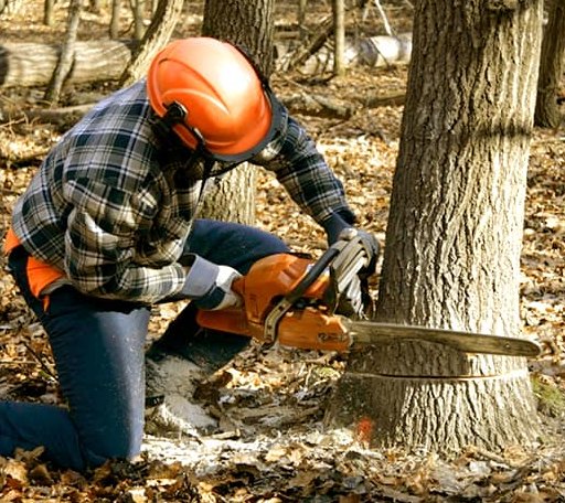 Tree Removal in Mcdougal, AR